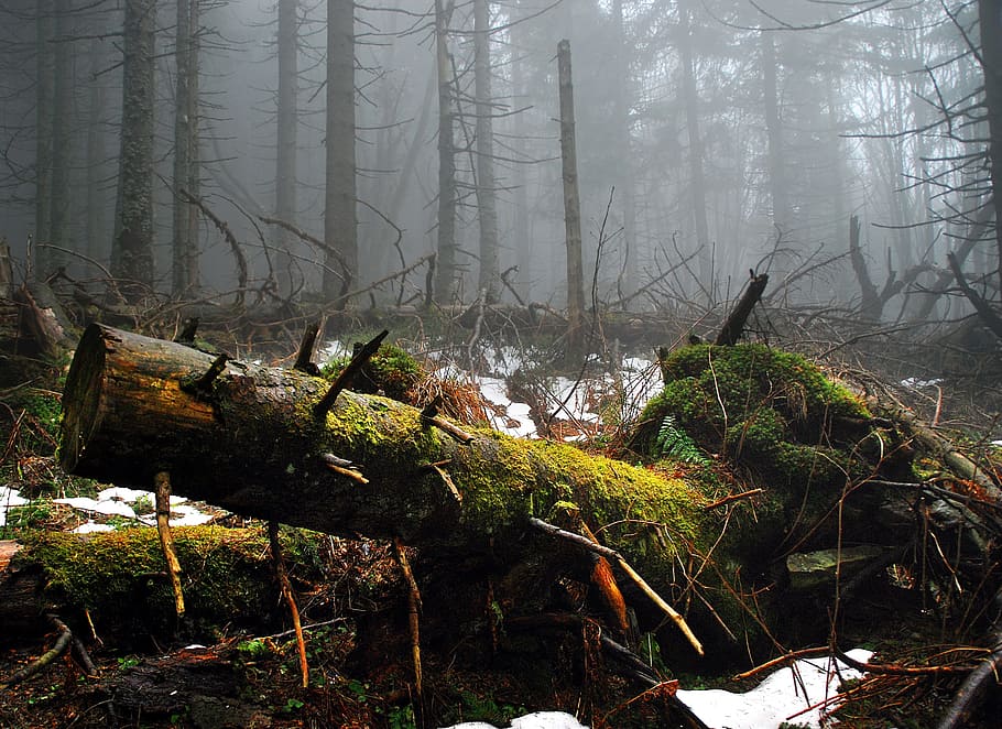 foggy forest scenery, moss, tree, mountains, thrown down, trunk