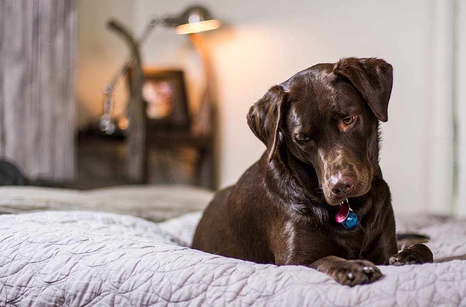 adult chocolate Labrador retriever on bed, dog, puppy, bedroom