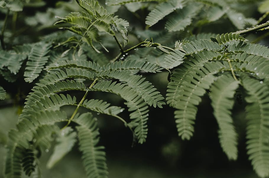 selective focus photography of green leaves on branch, green fern HD wallpaper