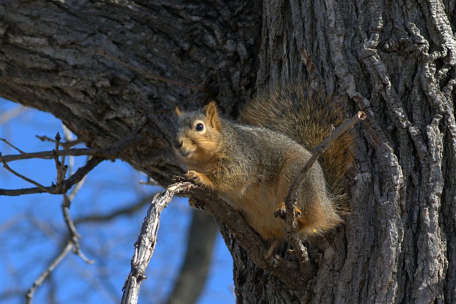 Squirrel, Tree, Branch, Outdoor, Nature, rodent, animal, wildlife HD wallpaper