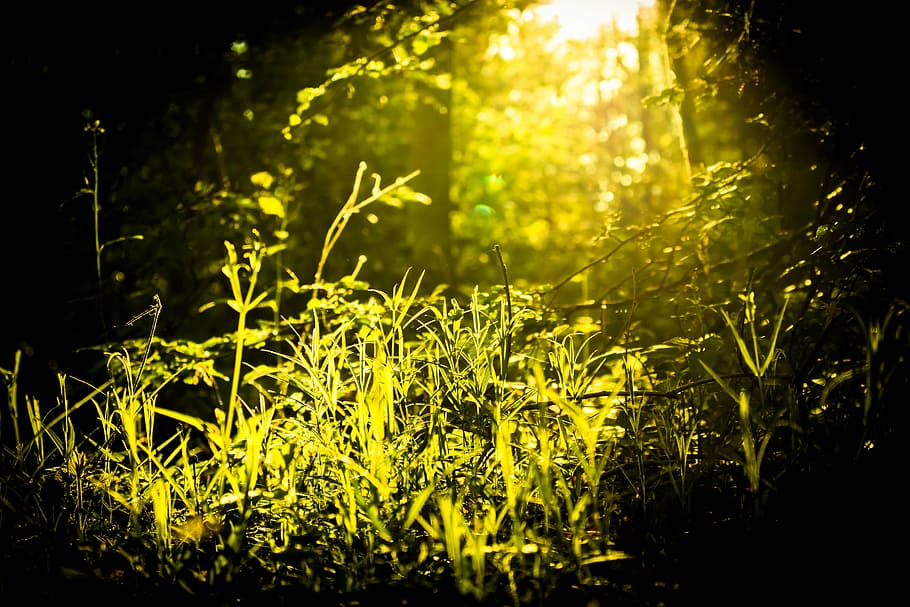 shallow focus photo of green plant, forest, mystery, light HD wallpaper