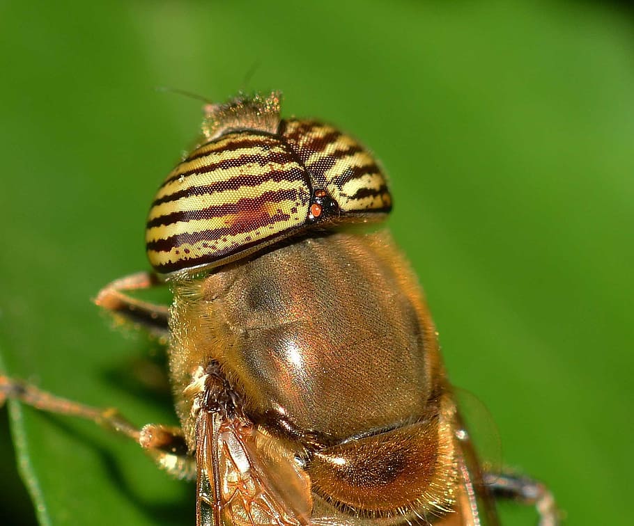 Insects, Diptera, Eristalinus, animal themes, animals in the wild HD wallpaper