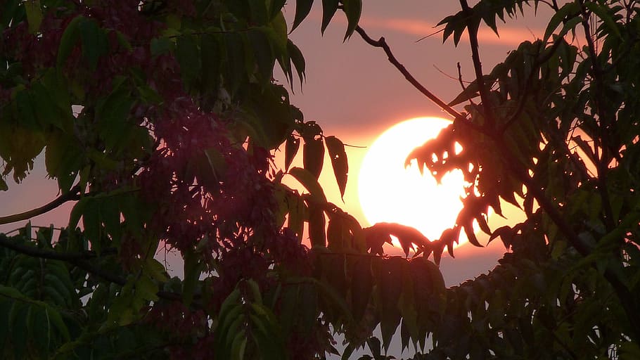 sunset, color, leaves, back light, tree, plant, sky, growth HD wallpaper