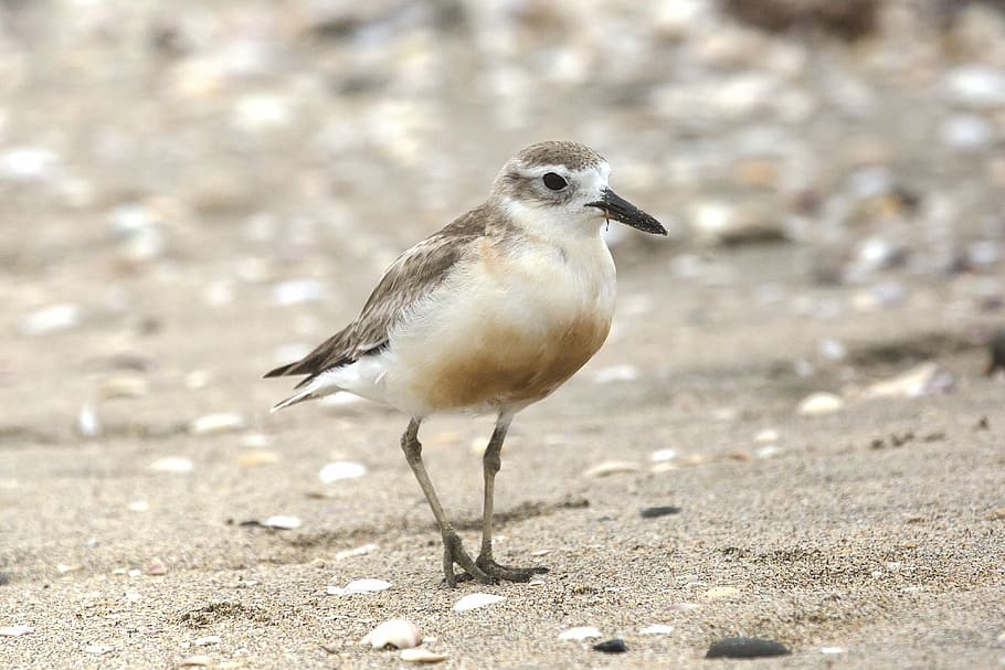 Red-Breasted Plover, white and brown bird on brown sand shallow focus photography, HD wallpaper
