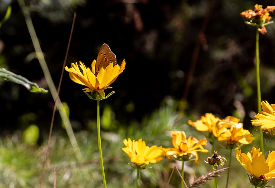 butterfly, flower, nature, flowering plant, fragility, beauty in nature HD wallpaper