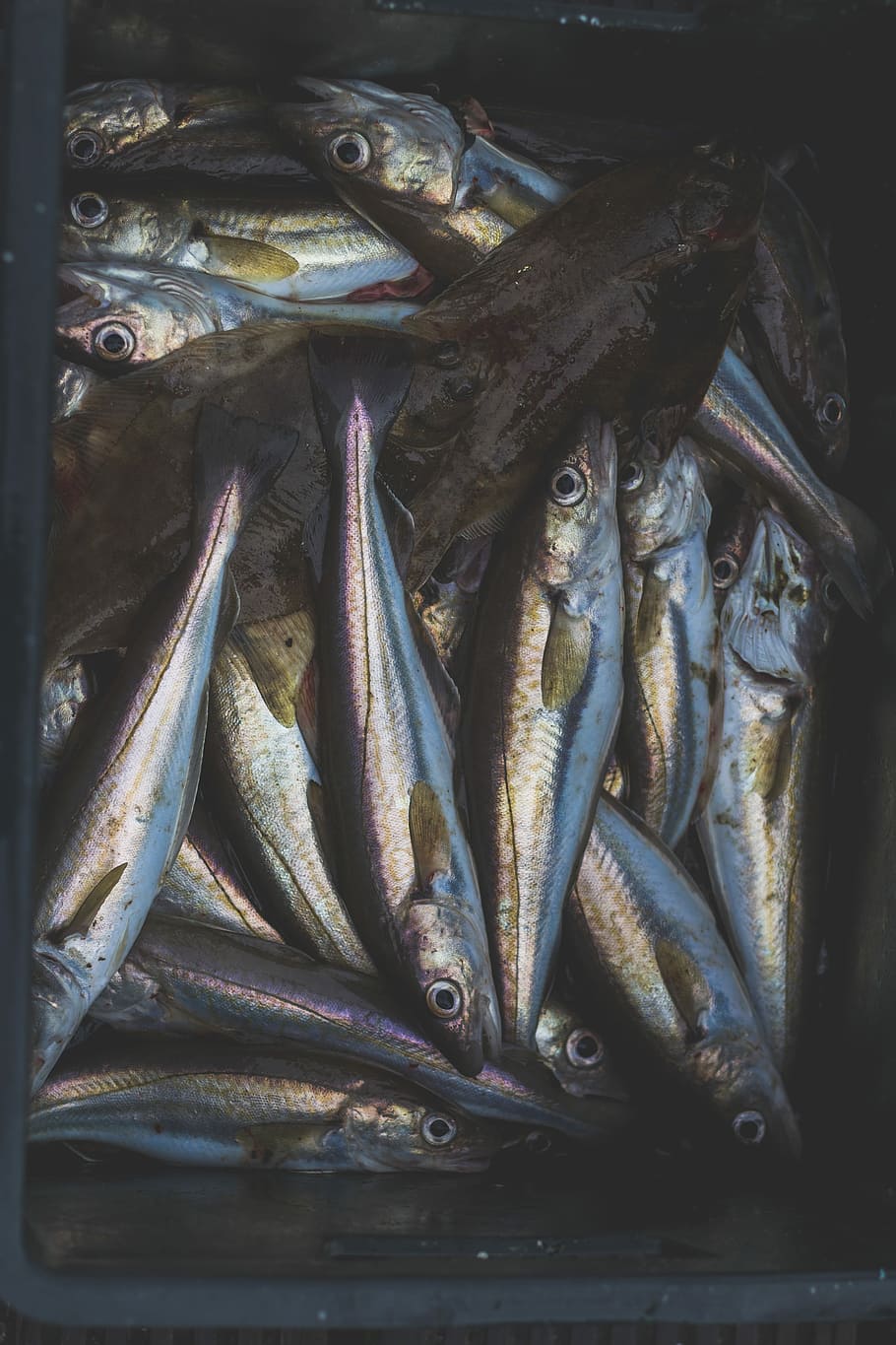 I’m half alive, but I feel mostly dead, silver fish lot in basket HD wallpaper