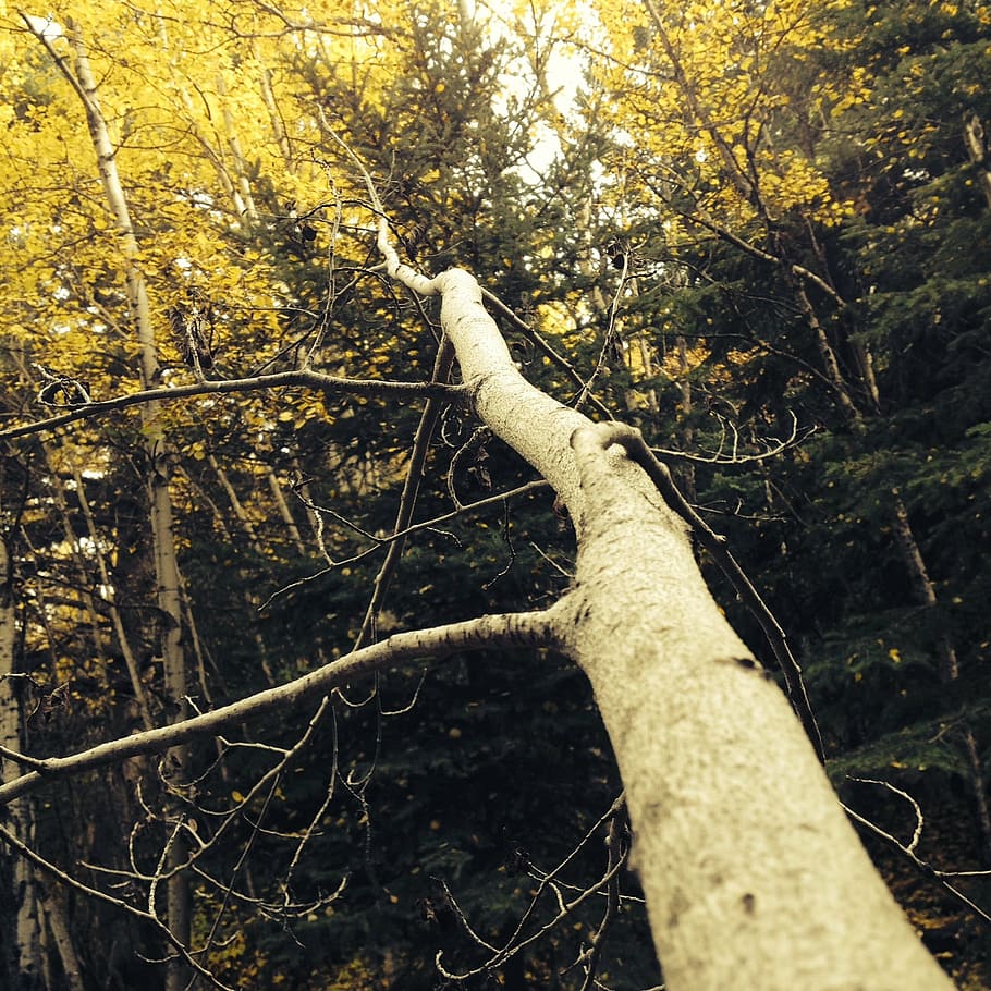 trees, forest, autumn, yellow, nature, landscape, branch, woodland HD wallpaper