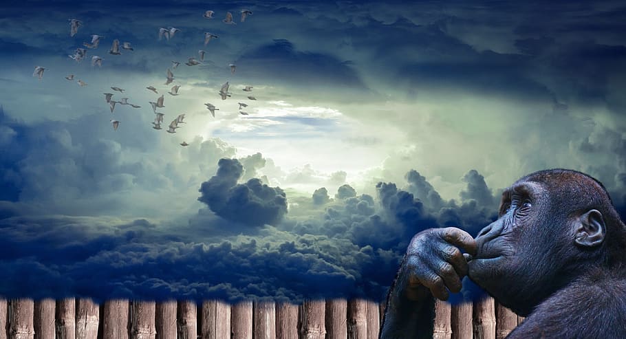 photo of monkey looking at clouds, ape, primate, concept, symbol, HD wallpaper