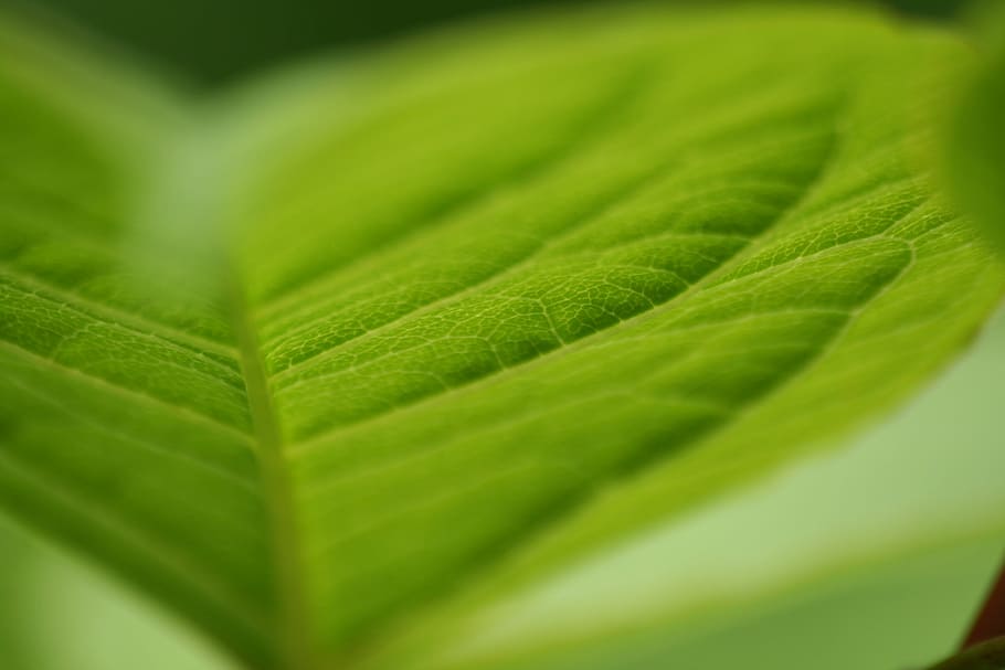 leaf, macro, bush, leaves, green color, close-up, freshness HD wallpaper