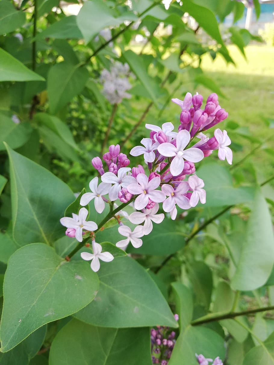 lilac, violet, flowers, may, flowering plant, leaf, plant part HD wallpaper