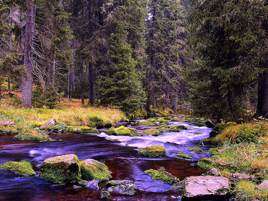 river, nature, trees, water, autumn, reflection, current, bank HD wallpaper