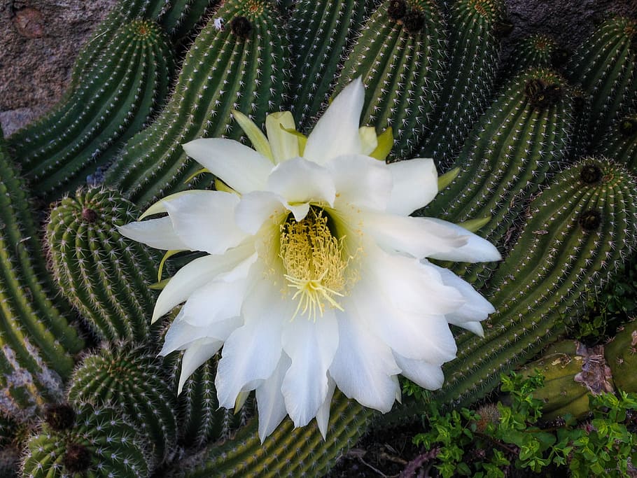 Cactus, White Flower, Quills, Spring, flower head, petal, fragility HD wallpaper