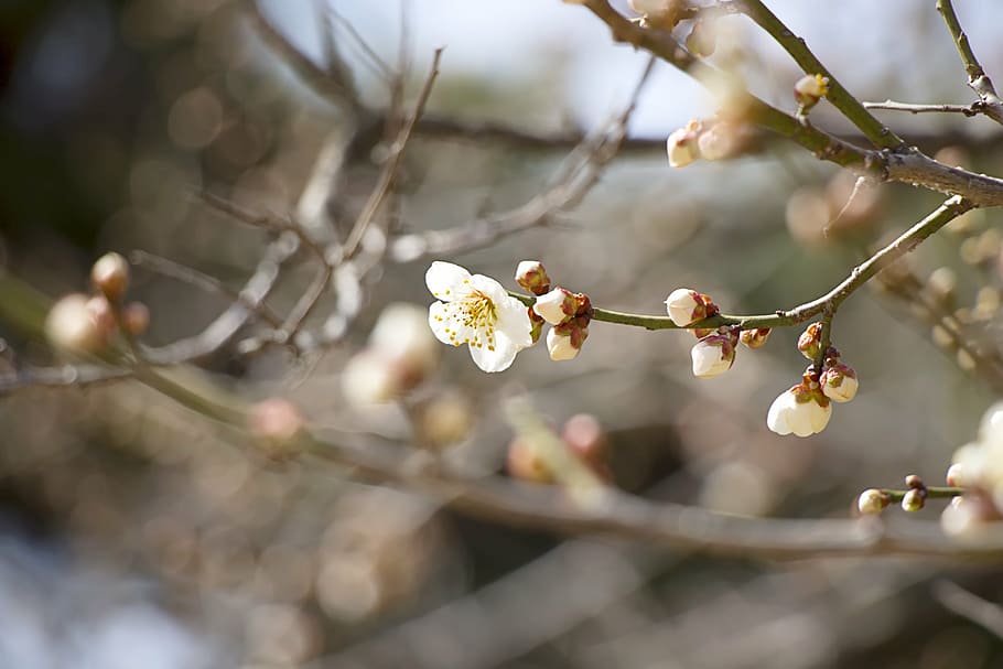 spring, spring flowers, nature, cherry blossom, sakura, pink flower HD wallpaper