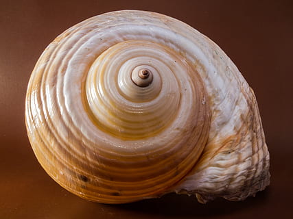 white seashell photography, snail, close, animal Shell, spiral HD wallpaper