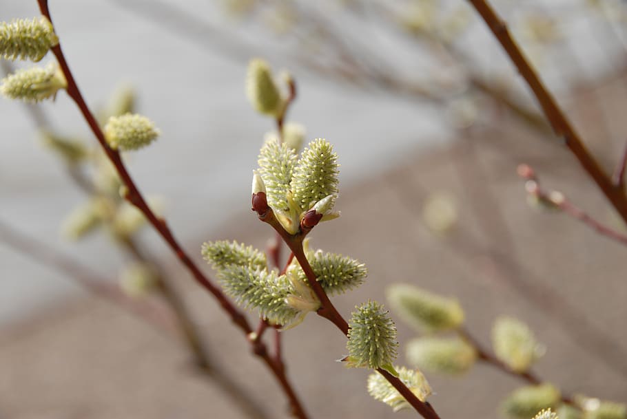 bush, blossom, bloom, spring, nature, plant, shrubs, flowering shrub HD wallpaper