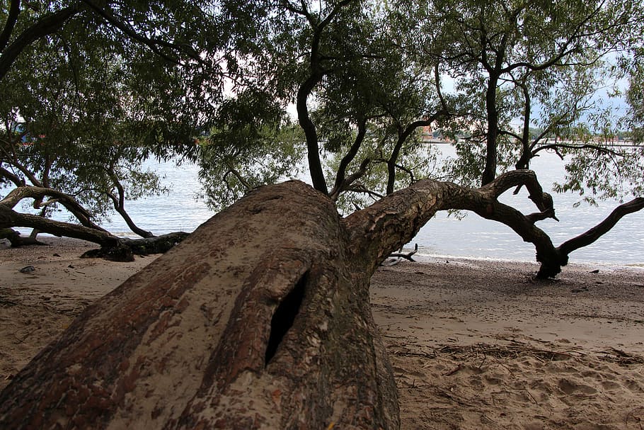 tree, beach, elbe, sea, water, nature, baltic sea, forest, seasons HD wallpaper