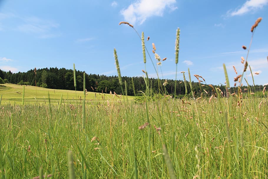 Meadow, Grass, Forest, Field, Summer, sky, landscape, idyll HD wallpaper