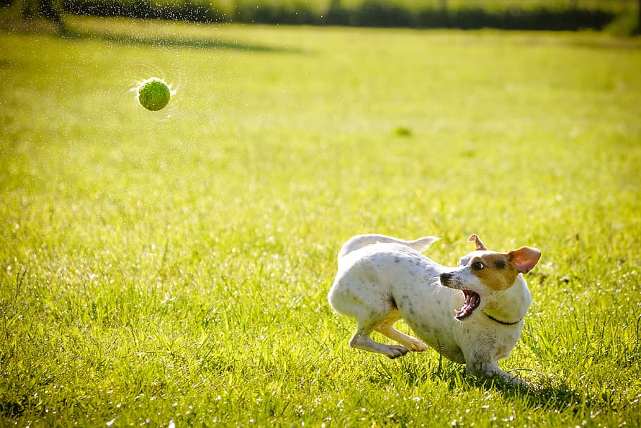 white and tan Jack Russell Terrier playing tennis ball on grass field at day time HD wallpaper