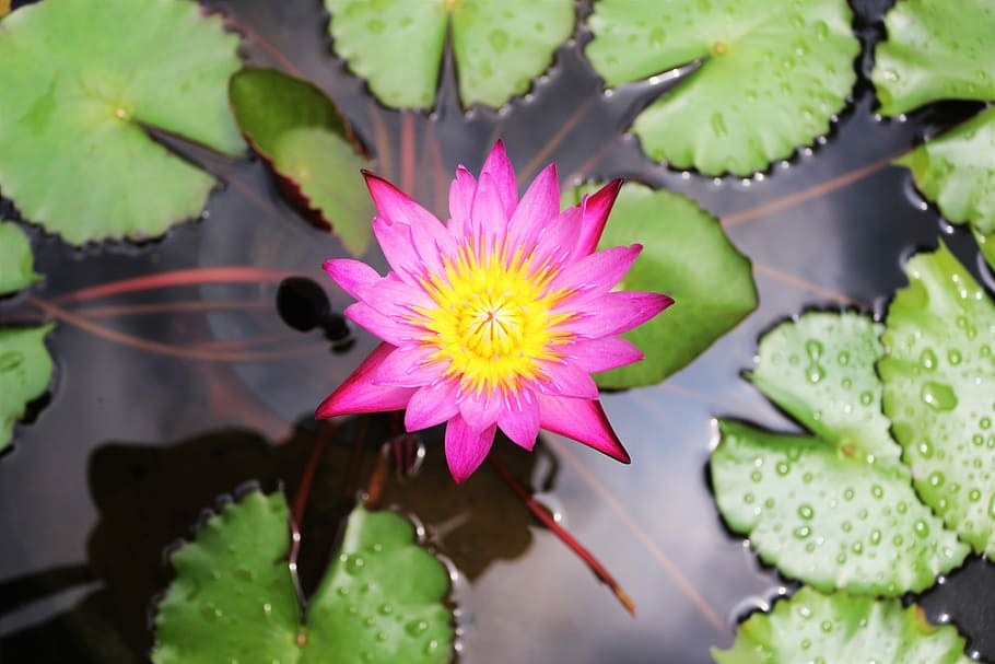 pink lotus flower, top view photography of pink lotus flower