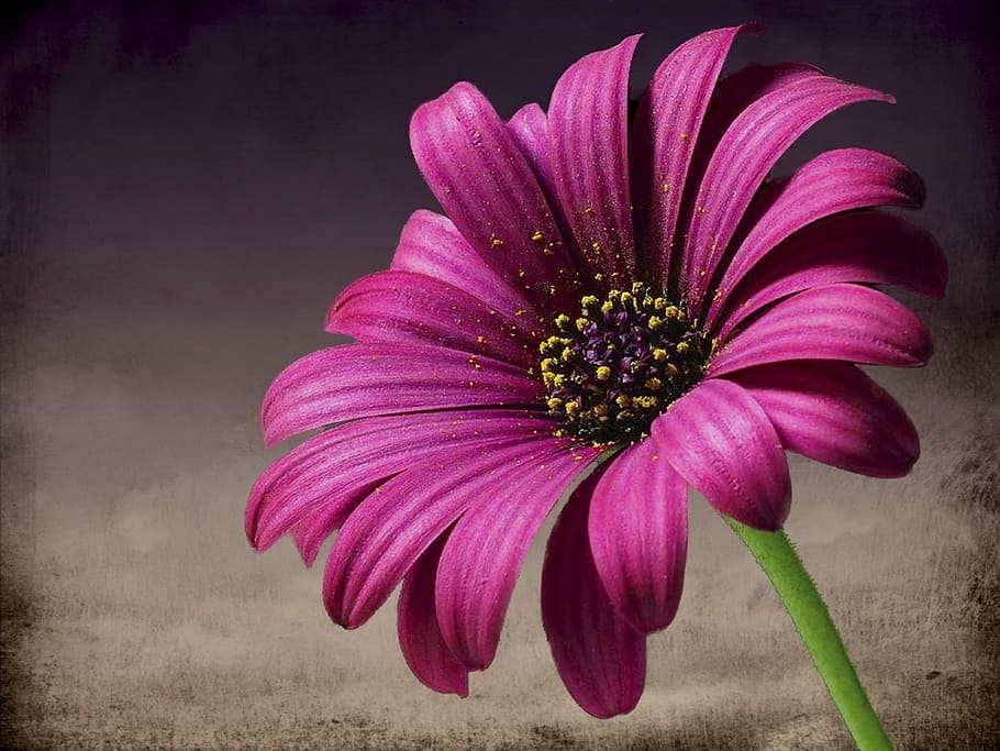 closeup photography of purple petaled flower, pink, daisy, macro HD wallpaper