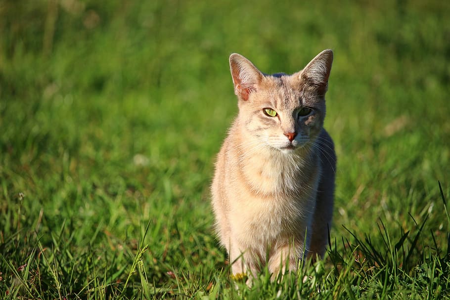 cat, kitten, breed cat, mackerel, young cat, domestic cat, mieze HD wallpaper