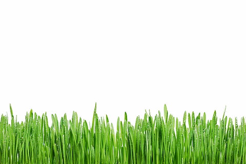 HD wallpaper: green grasses with white background, rosa, summer, macro,  fresh | Wallpaper Flare