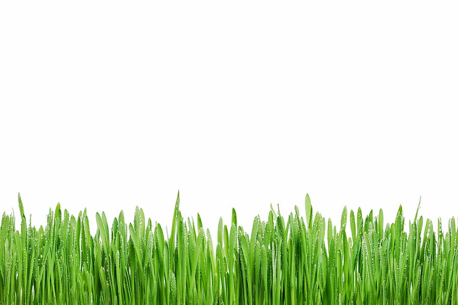 green grasses with white background, rosa, summer, macro, fresh, HD wallpaper