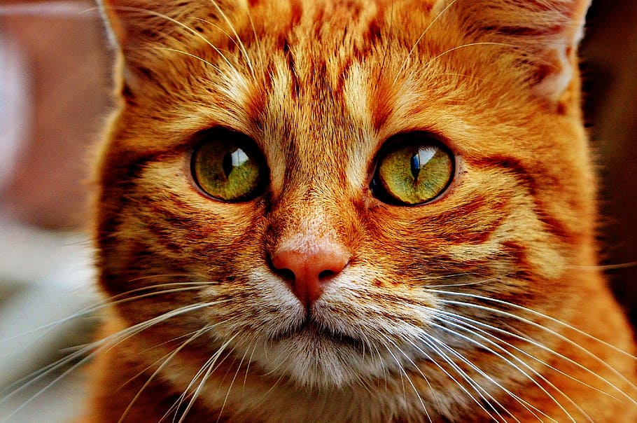 closeup photography of yellow tabby cat, red, cute, mackerel HD wallpaper