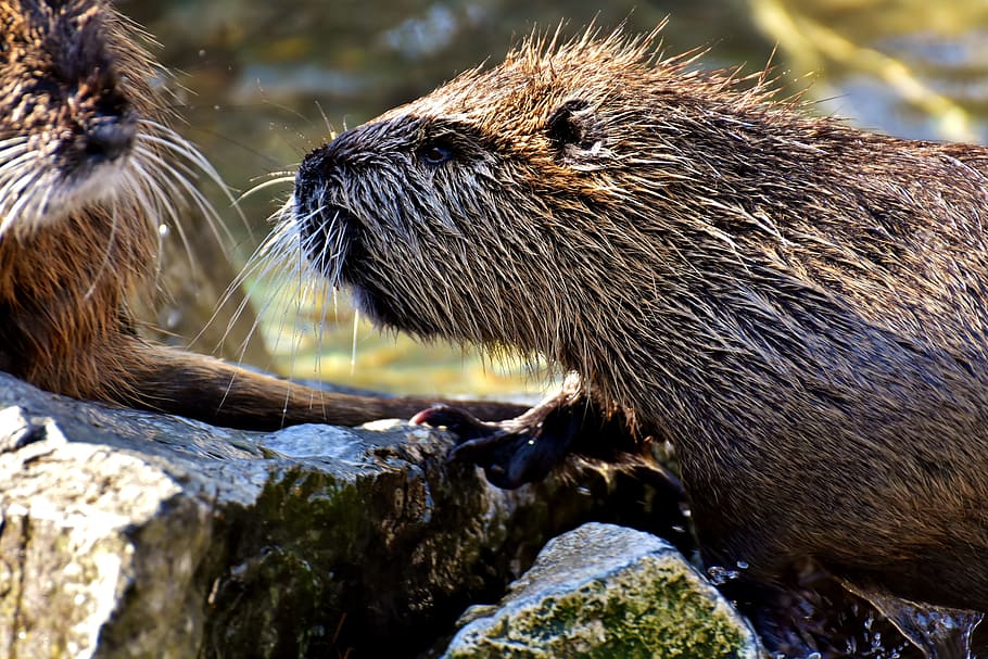 nutria, water rat, splashing, animal world, nature, fur, rodent HD wallpaper