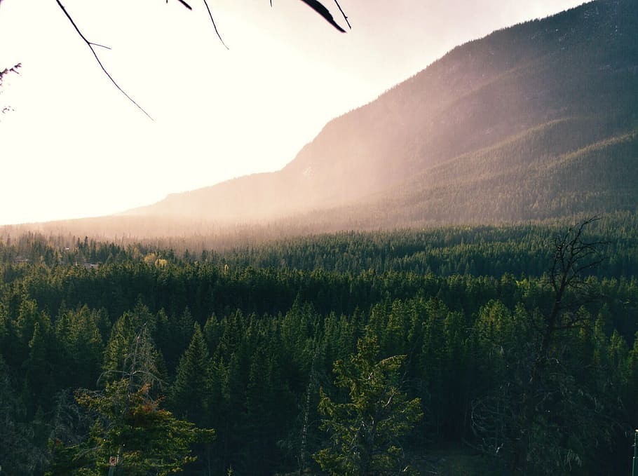 aerial photography of green trees and mountain at daytime, landscape HD wallpaper
