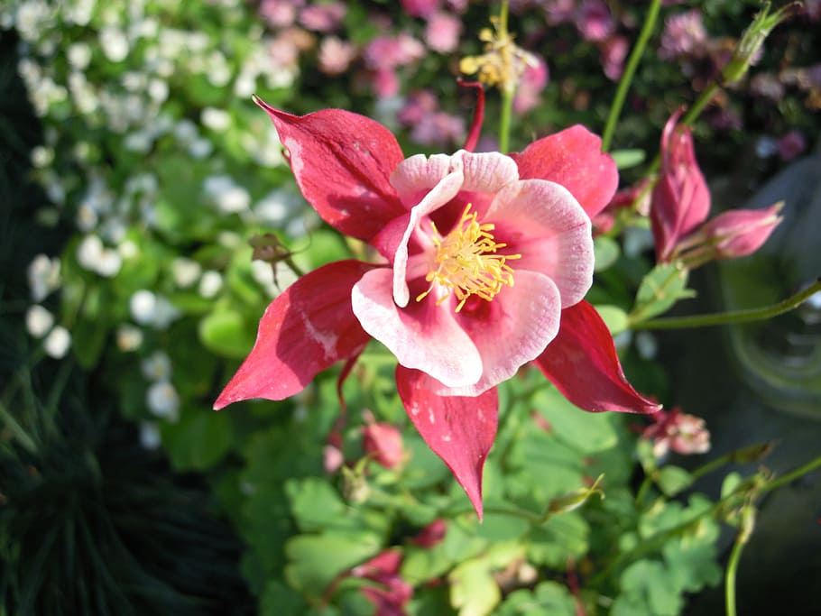 Flower, Spring, Bloom, growth, petal, nature, fragility, blossom HD wallpaper