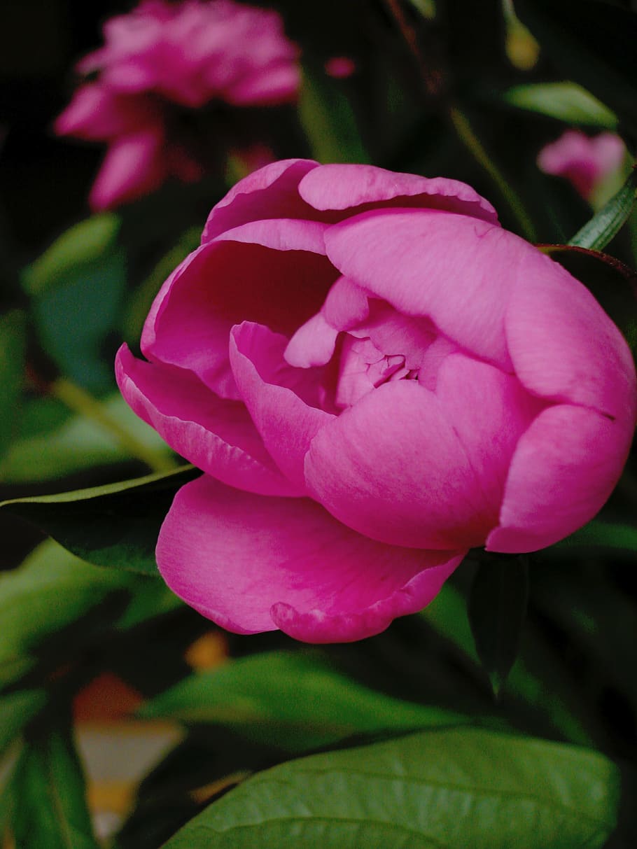 Peony, Flower, Button, nature, plant, petal, leaf, flower Head HD wallpaper