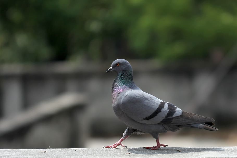 Pigeon, Walk, Pride, Bird, Gray, Elegant, animal, nature, wildlife HD wallpaper