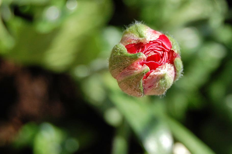 flower, bud, red, green, nature, spring, awakening, wild flower meadow HD wallpaper