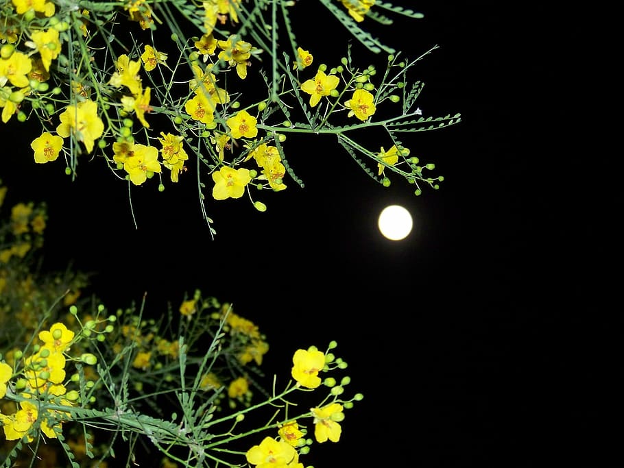 blooming branches, night sky, contrast, plant, yellow, nature HD wallpaper