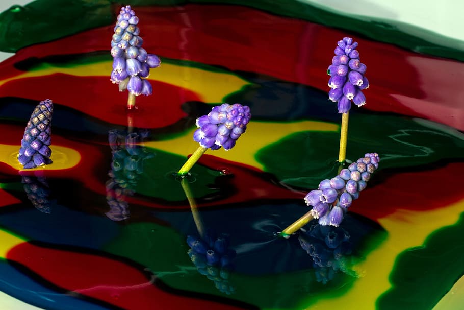 Color, Watercolor, Perl, Hyacinth, Close, perl hyacinth, mirroring