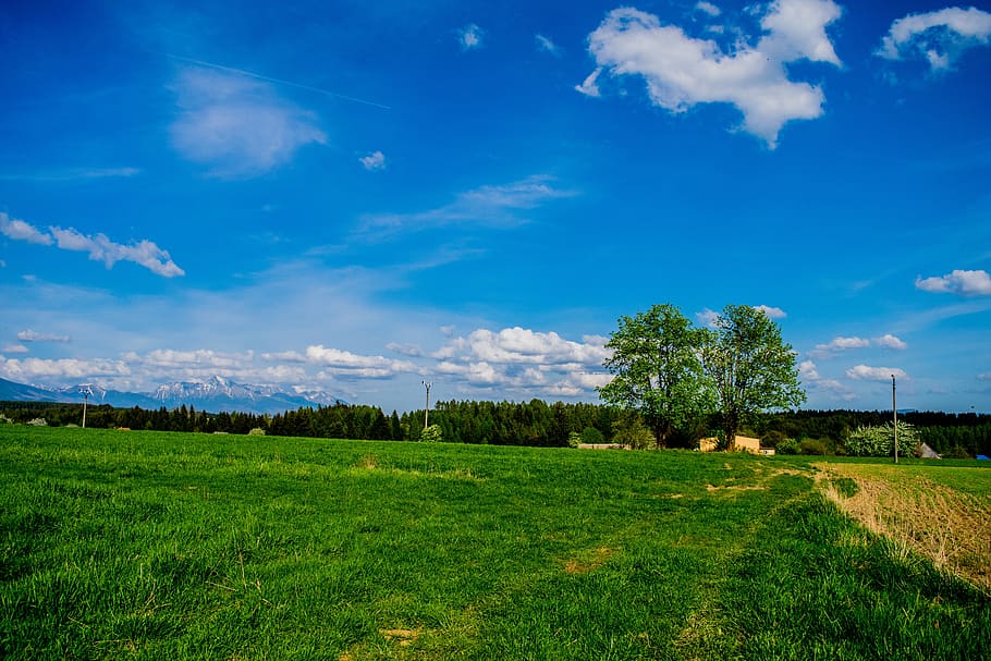 tree, mountains, krivan, meadow, grass, green, path, sky, heaven HD wallpaper