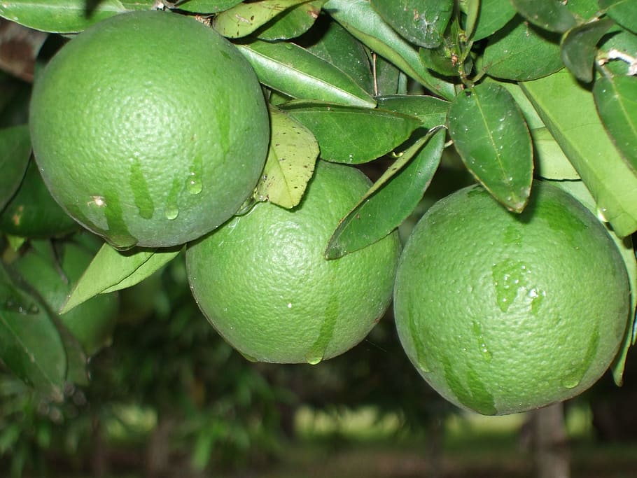 oranges, fruit, nature, cru, green, healthy eating, food, food and drink HD wallpaper