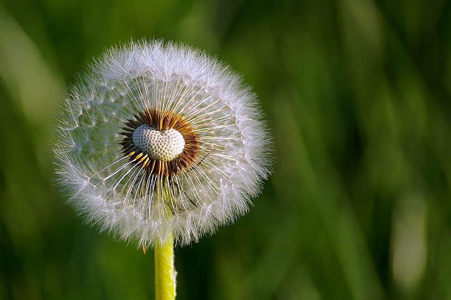 selective focus photography of white dandelion, flower, close, HD wallpaper