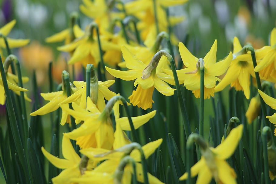 yellow petaled flower field, plant, macro photography, daffodil HD wallpaper