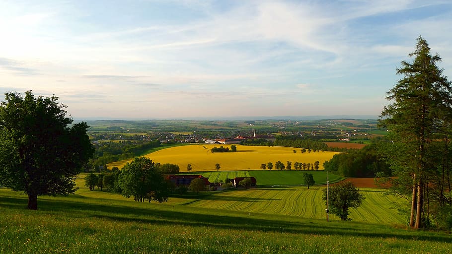 spring, blooming rape field, landscape, nature, plant, tree HD wallpaper