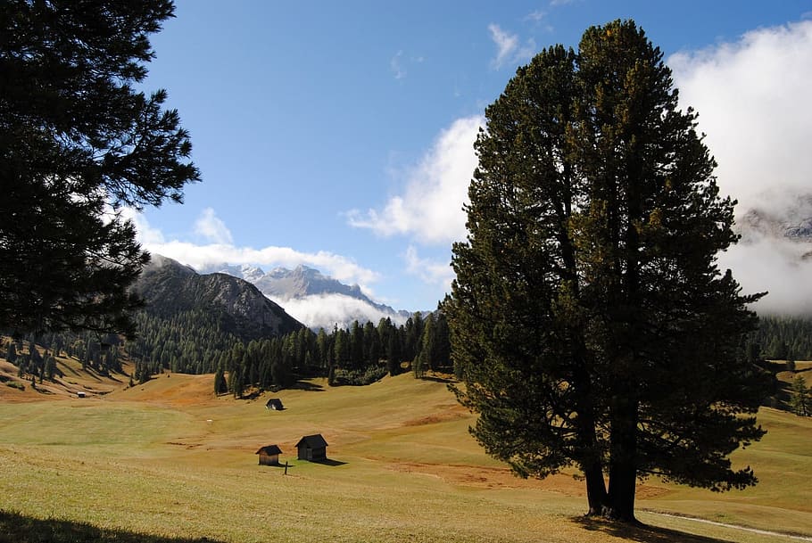 landscape, mountain, alpine, tree, alpenpanorma, excursion HD wallpaper