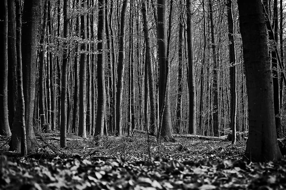 grayscale photography of woods, forest, trees, nature, landscape HD wallpaper