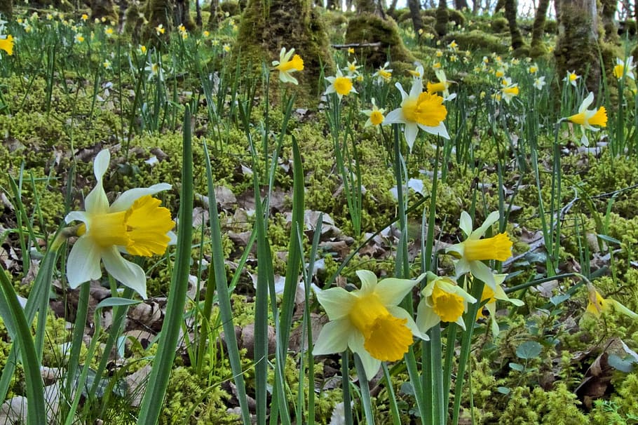 forest, daffodils, undergrowth, spring, flowering plant, yellow HD wallpaper