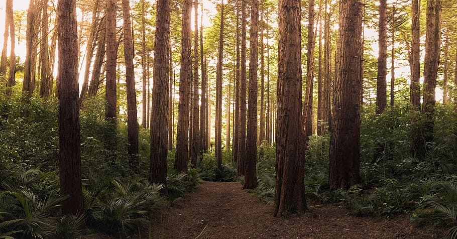 nature, forest, trees, path, conifer, daylight, environment, evergreen HD wallpaper