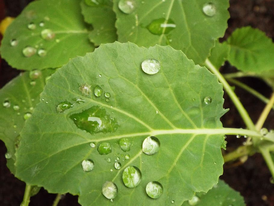 Kale, Horta, Power Supply, leaf, drop, green color, close-up HD wallpaper