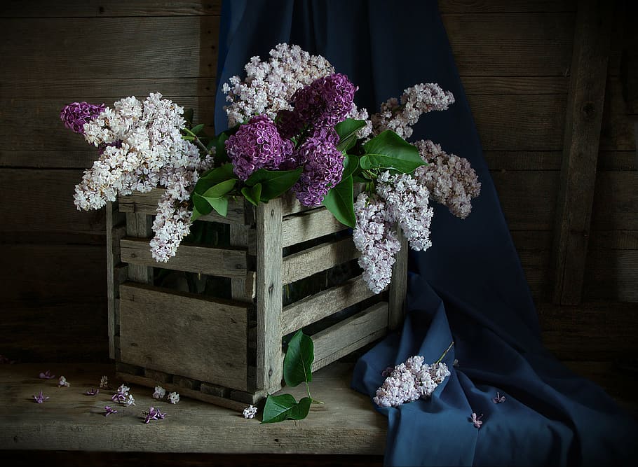 white and purple petaled flowers, still life, lilac, shadow HD wallpaper