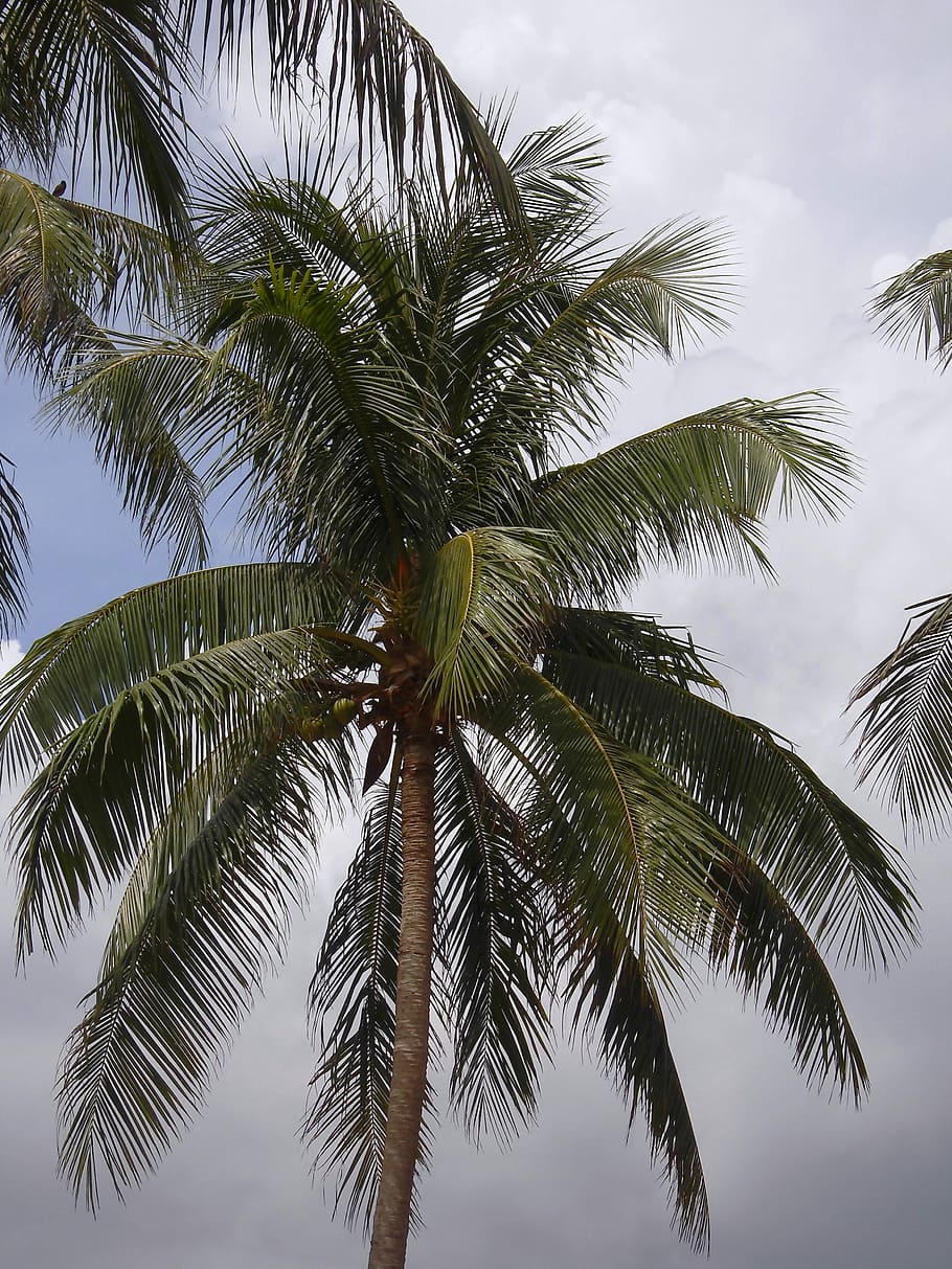 Wedel, Palm, Leaf, Green, Leaves, pattern, tropischstrand, beautiful HD wallpaper
