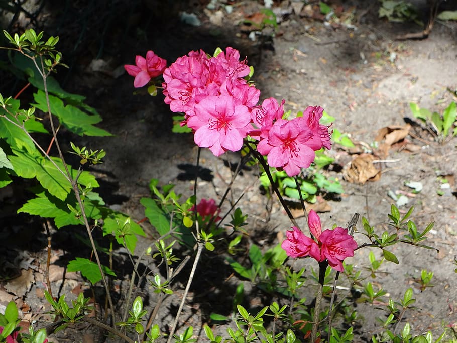 flowers, pink, spring, rose, bloom, pink rose, flowering plant HD wallpaper