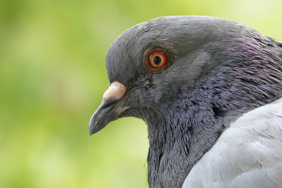 pigeon, feather, bird, beak, vertebrate, animal wildlife, animals in the wild HD wallpaper